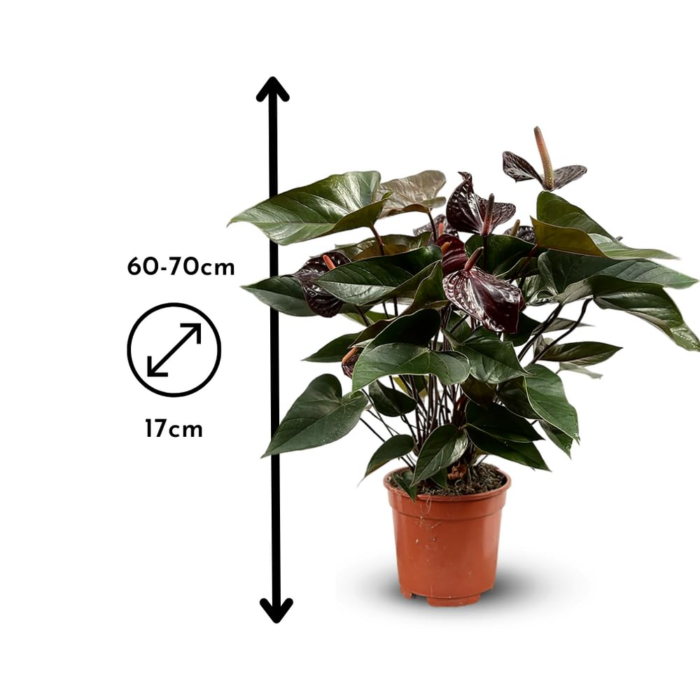 Attitude Jardin - Anthurium black - plante d'intérieur - 60-70 cm - ⌀ 17 cm - plante fleurie