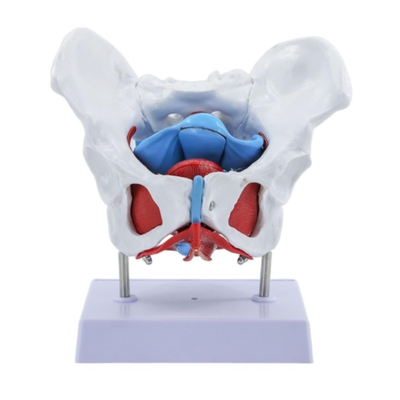 Anatomie Modell Menschlicher Körper Weibliches Becken Beckenbodenmuskelmodell Gebärmutter Eierstockmuskel Lehrmittel Bildungsbedarf Studenten Bildung Display