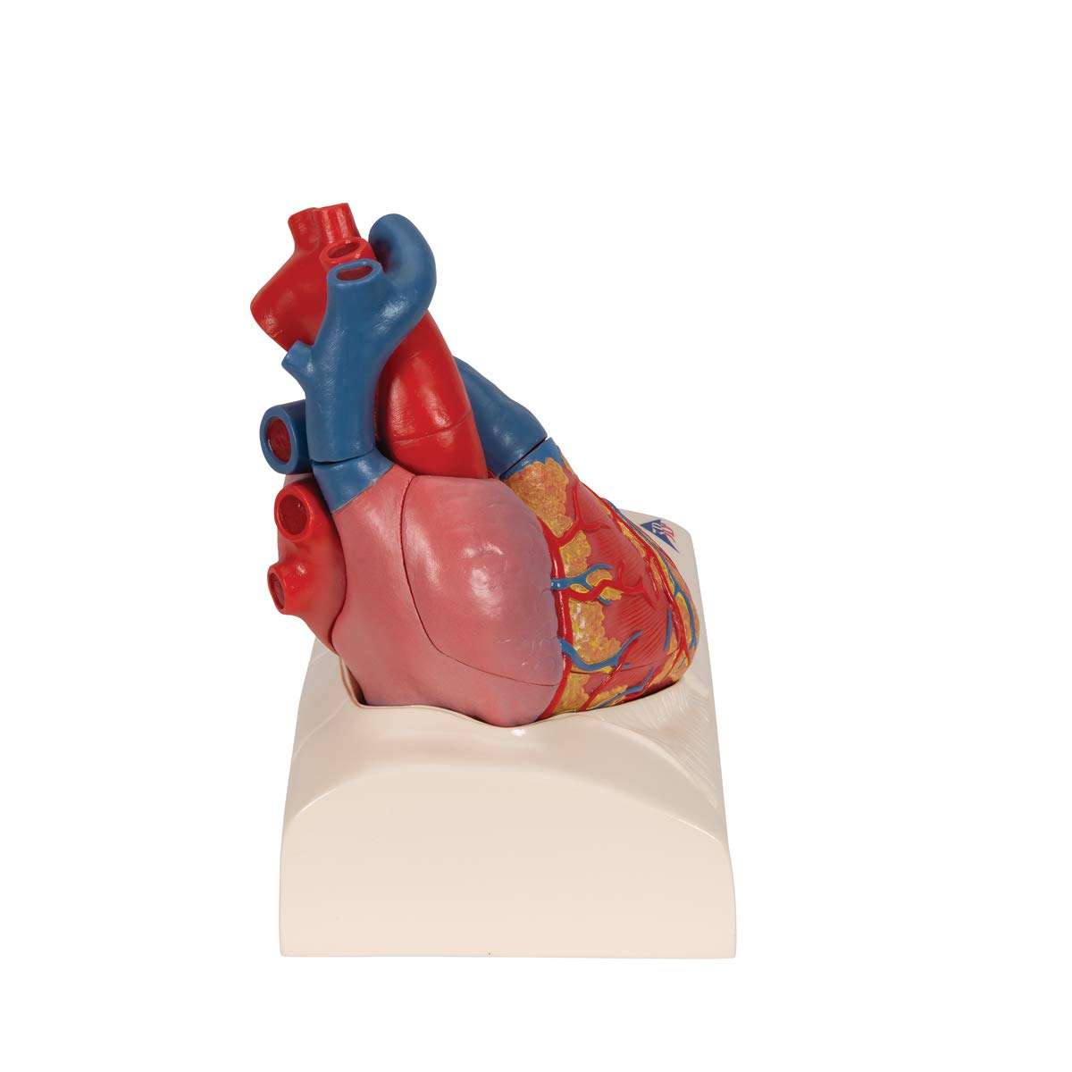 3B Scientific naukowa anatomia człowieka - model serca na podstawie, 5 części darmowe oprogramowanie anatomiczne - 3B Smart Anatomy