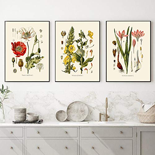 Affiche Botanique Fleur Vintage 50x70cm Toile Deco Cuisine