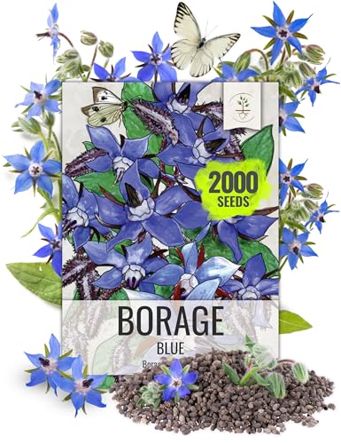 Seed Needs Blue Borage Seeds for Planting Herb Seed | 2,000+ Heirloom Seeds Non GMO Untreated | 1.5 Ounce Bulk Pouch Borage Flower Seed | Blue Edible Star Flowers Attracts Pollinators