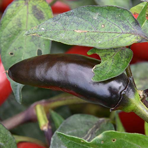 GreenBourne Live Kali Mirch/Black Chili Plant With Pot (B08P1RRSBB) Amazon Price History, Amazon Price Tracker