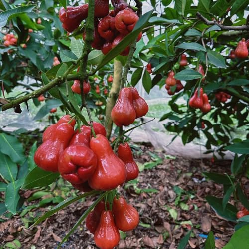 50 piezas Semillas de Syzygium samarangense, semillas de frutos, árboles frutales semillas de frutas semillas de árboles frutas exóticas jardín de frutas exóticas jardineria frutal