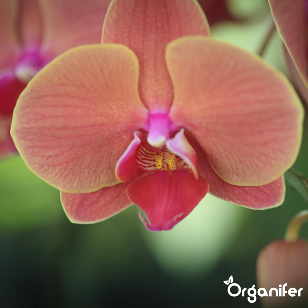 Phalaenopsis Nawóz Organiczny Do Kwiatów - 4x1L - NPK 3-4-3 | Zdrowe Liście - Silne Korzenie I Wysoka Plonność - Organifer