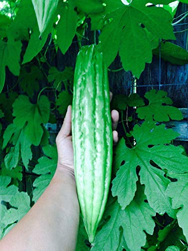PlenTree 15 Bio Bittermelone Gourd Ampalaya Samen