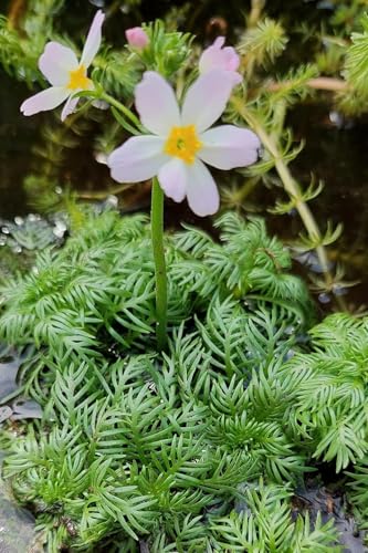 WASSERPFLANZEN WOLFF - 3er Set Hottonia palustris - Wasserfeder - TRIO...