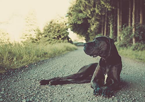 Mahu Natur 100 ml Algenöl Für Hunde - Vegane Und Nachhaltige Alternative Aus Mikropflanzen - Nachhaltige Glasflasche Mit Glaspipette