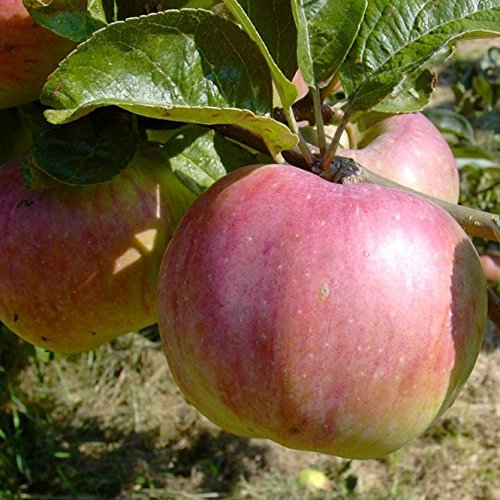 Apfelbaum Ontarioapfel Winterapfel mit viel Vitamin C Buschbaum ca 110-140 cm 9,5 Liter Topf MM111