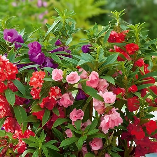 Balsam Dopati Mixed Color Hybrid Flower Seeds For All Season (50 Seeds Pack)
