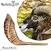 Shofar From Israel: KOSHER ODORLESS Ram Horn Shofar | Smooth Mouthpiece for Easy Blowing | Include Velvet Bag, Clean Brush and Shofar Guide - Made In Israel By HalleluYAH