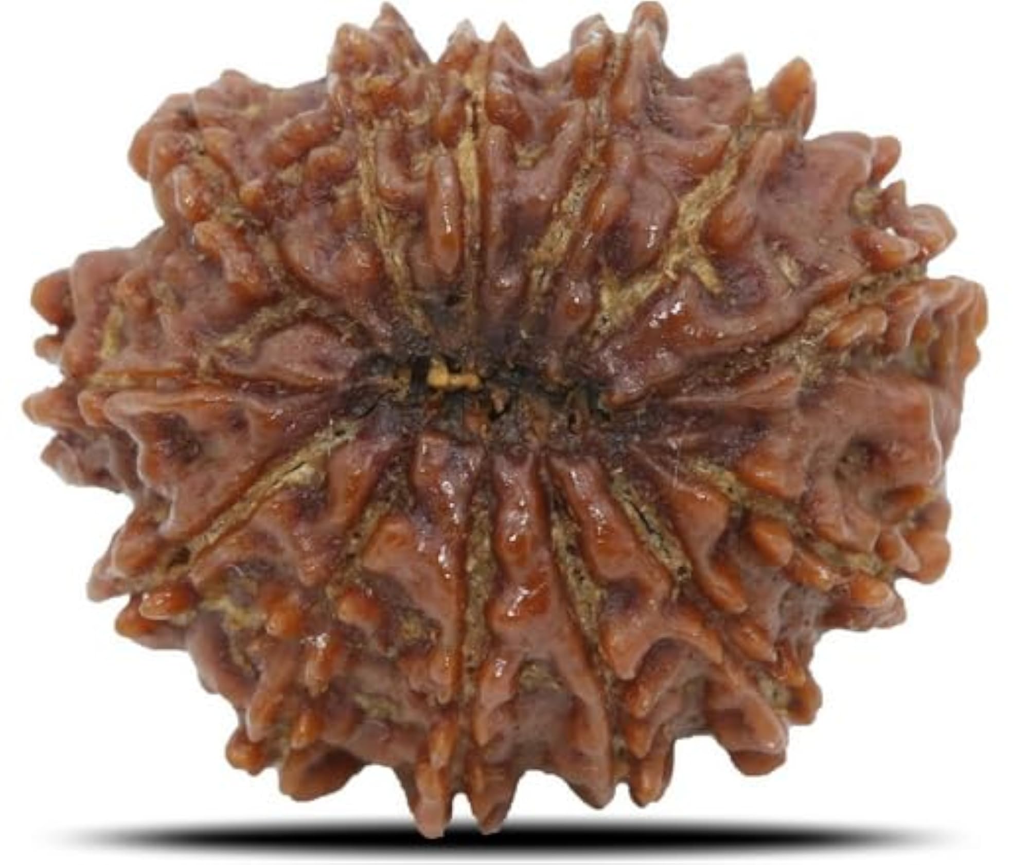 Genuine Terah Mukhi Rudraksha Beads from Nepal