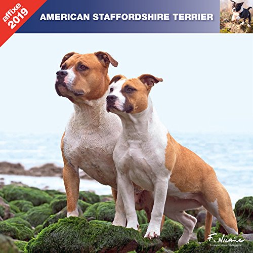 AMSTAFF 2019 - CALENDRIER AFFIXE - AMERICAN STAFFORSHIRE TERRIER AMSTAFF 2019 - CALENDRIER AFFIXE - AMERICAN STAFFORSHIRE TERRIER
