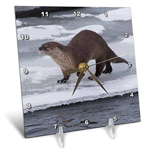 3dRose 6x6 Desk Clock - River Otter on ice Animals