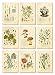 Ink Inc. Psychoactive Hallucinogenic Plants Botanical Drawings Vintage Art Prints, Set of 9, 5x7in, Unframed, Cannabis Coca Opium Poppy Tobacco Wormwood Grapes LSD Mushrooms Peyote