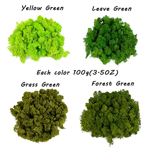 Image of Amoueterno Preserved Moss 4 Color Reindeer Moss,Total 14OZ Each Color 3.5OZ, Natural Real Green Moss DIY Kit Moss Crafts Art Wall Decor Florist Decor Forest Green /Yellow Green /Leaves Green /Grass Gree
