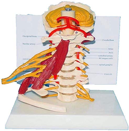 UIGJIOG Weibliches Pelvis Medical Educational Modell in Modell UIGJIOG Weibliches Pelvis Medical Educational Modell in Modell