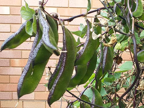 Golden Hills Farm hybrid Chikkudu, Adavichikkudu, Alsanda Seeds - Dolichos Beans 50+ seeds (B096SW1W1T) Amazon Price History, Amazon Price Tracker