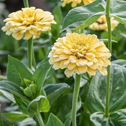 Zinnia Dahliaflowered 'Isabellina' 130 Seeds + freebie + Plant tag (Zinnia elegans)