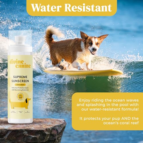 image for Divine Canine Dog Sunscreen for Nose and Body - 2 oz Sun Protection - 