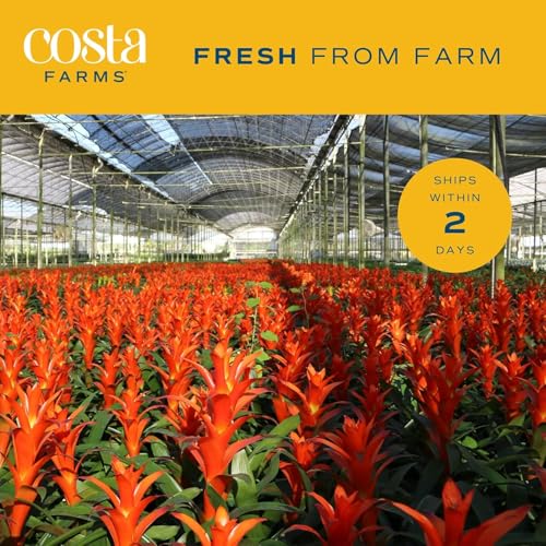 Image of Costa Farms Live Bromeliad Indoor Plant, Red Guzmania Blooming Houseplant in Grow Pot, Tropical Tabletop Decor, Fresh From Farm, 12-Inches Tall