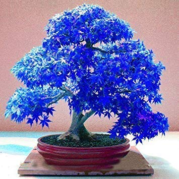 20pcs Purple Blue Ghost Japanese Maple Tree, (Acer Palatum),Bonsai Flower Seeds,Tree Seeds,Potted Plant for Home & Garden by SVI