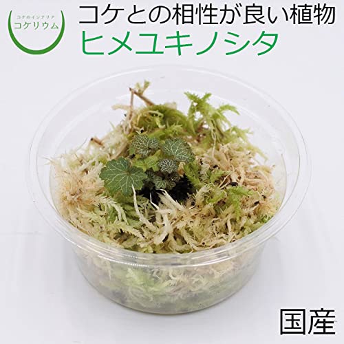 Amazon｜コケのインテリア コケリウム テラリウム 山野草 苔盆栽 苔玉