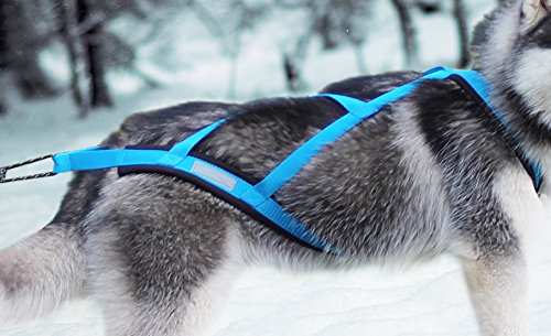 Northern Howl X-Back Zuggeschirr Fuer Bike-, Skijoring Dogscooting Canicross Schlitten in Blau (S)