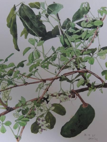 小磯良平、あけび、高級薬用植物画、版上サイン入り 【公式通販】