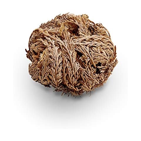 Luchea's Psychic World Herbs-Rose of Jericho-Whole Cover