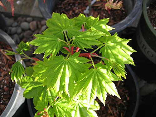Miniatura 2 de Junihitoe Japanese Maple - Acer shirasawanum 'Junihitoe' - Planta viva de 3 años