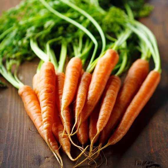VibeX Imperator 58 Hybrid Carrot Variety-500 Seeds