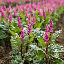 500+ Pcs Amaranth Seeds for Planting, Non-GMO, High Germination, Red and Green Leaf Variety, Vegetable Seeds for Microgreens, Sprouts, Home Garden, Indoor or Outdoor Containers