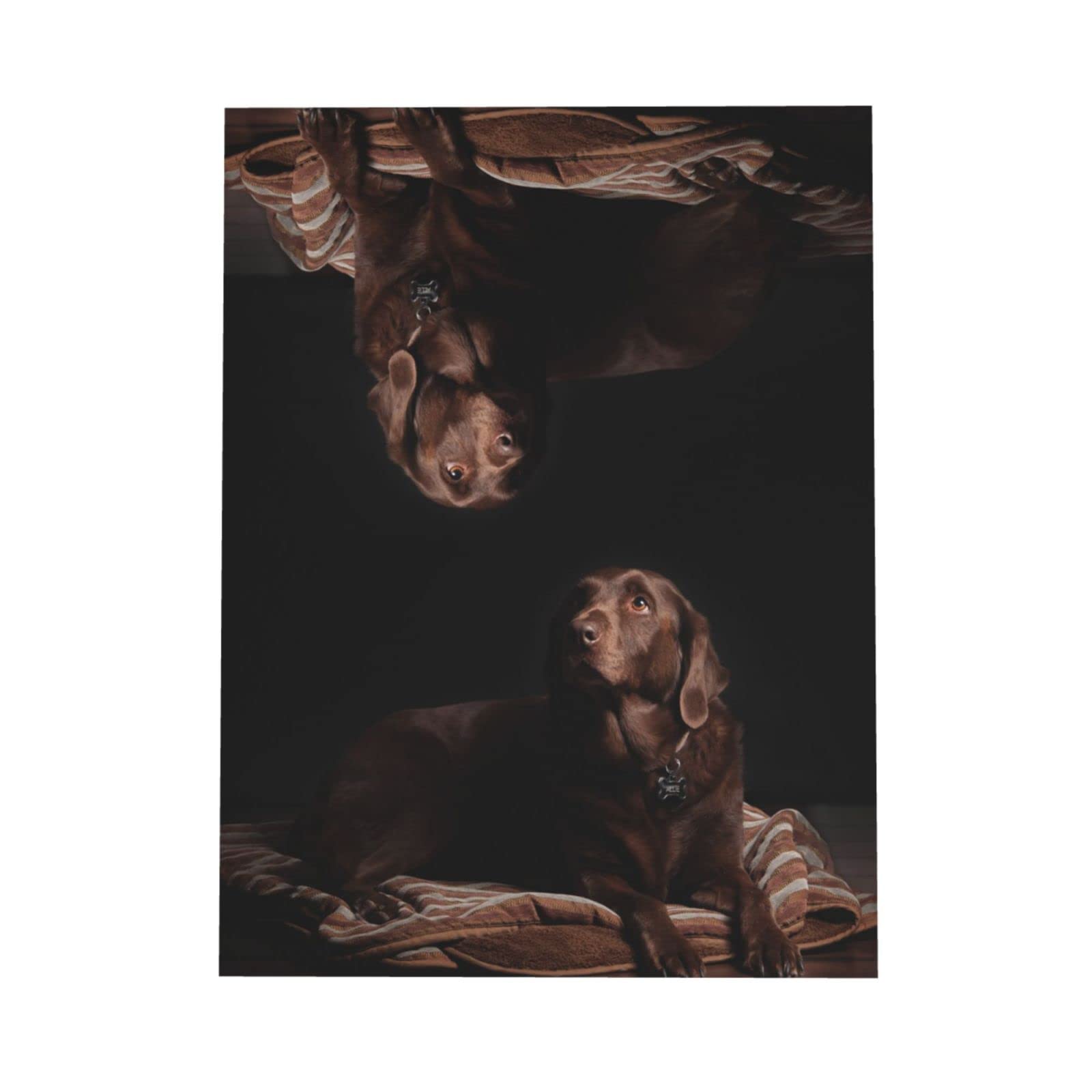 Biglietto Di Compleanno Con Labrador, 145x145 Mm, Ecologico Con Busta, Fatto In UK