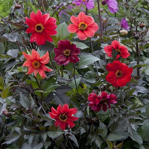 Eden Brothers Dahlia Seeds - Bishop's Children
