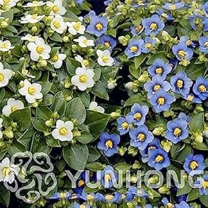 . 100PCS Bianco Exacum Affine bonsai Exacum vegetali affine fragrante della pianta dei bonsai Piante in vaso per la casa & amp; Giardino: 2: Only Seeds