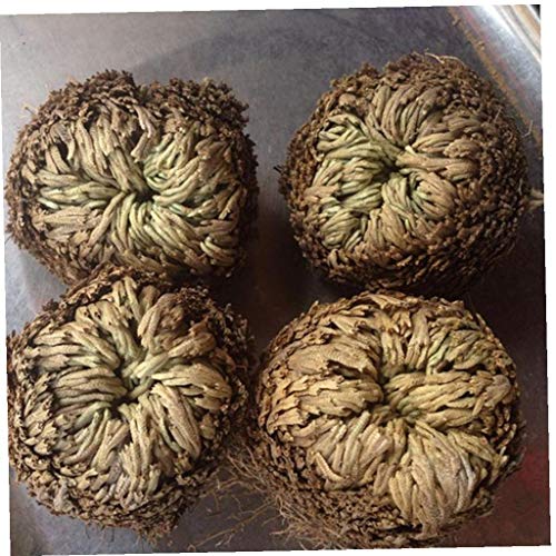 TOSSPER Rose der Auferstehung Pflanze Air Fern Spike Moss Live- Unechte Rose von Jericho - Image 4
