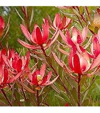 Amazon.co.jp: リューカデンドロン・サファリサンセット5号鉢【品種で