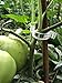 LEOBRO 150PCS Plant Support Garden Clips for Vine Vegetables, Tomato Trellis Clips, Make Garden Vegetable Grow Upright and Healthier, White