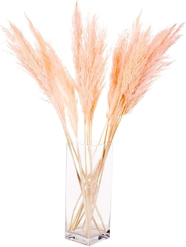 Miniatura 43 de Koyal Wholesale Plumas decorativas de hierba de las pampas secas reales, 28-32 pulgadas, color crema natural, a granel de 96 piezas de tallos de
