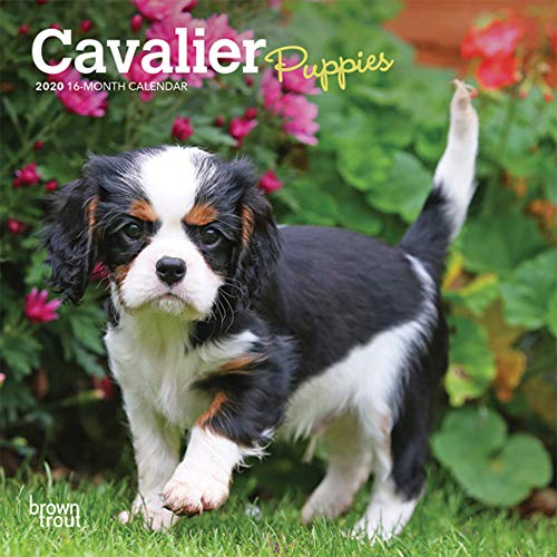 Télécharger Cavalier Puppies 2020 Calendar Livre PDF Gratuit
