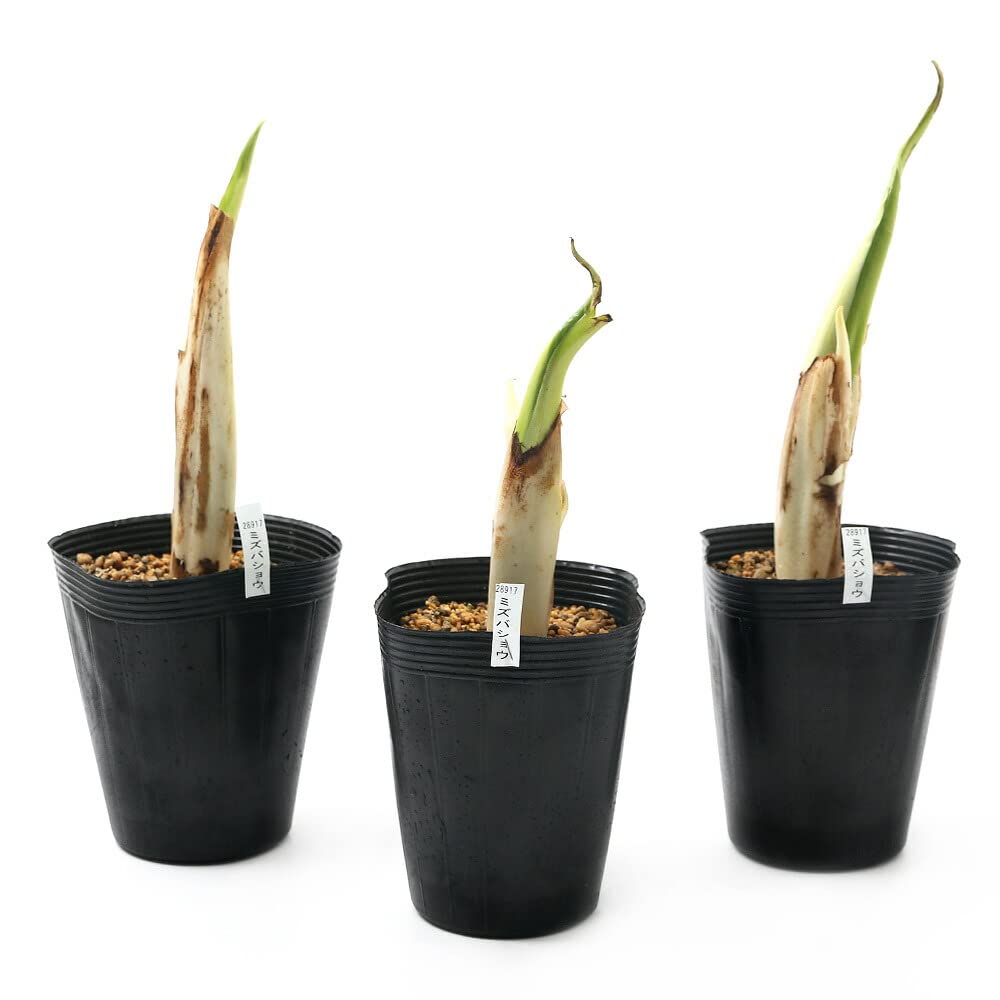 メンディーさま水芭蕉の苗5株 Amazon.co.jp: （ビオトープ）水辺植物 ミズバショウ（水芭蕉）4～4