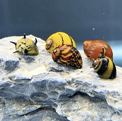 AquaticMotiv Nerite Snail (5 Pack) Premium Species and Colors (Neritina sp.) Live Freshwater Snail...