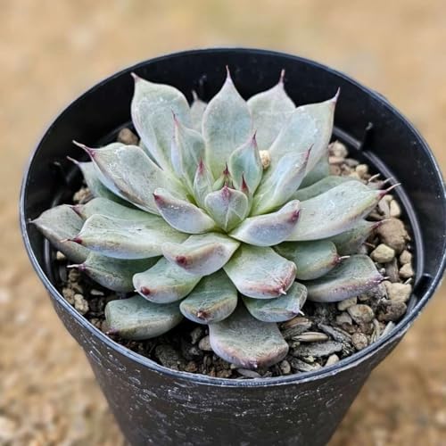 AuTsN 7.5cm|bg A GPxA Echeveria Y  ϗtA CeAO[ 񂹐A ke 1{ 1