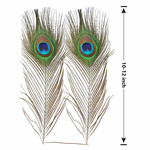 THARAHT 12pcs Peacock Feather Natural in Bulk 10-12 inch 25-30cm Small EyeFor Craft Vase Wedding Home Party Christmas Day Decoration Peacock Feathers