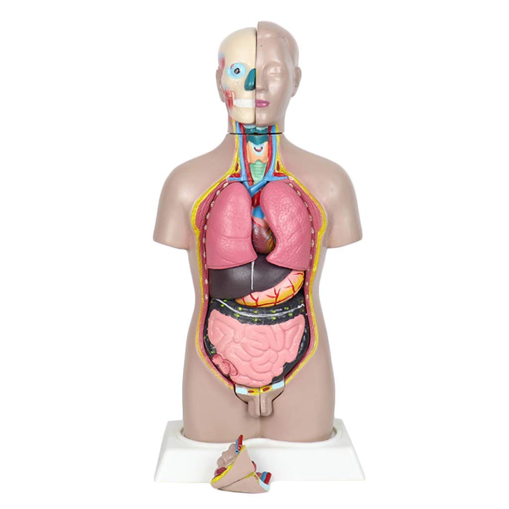 Mannequins Nachen 45cm Female Human Torso Anatomy Model Human System Organ Anatomical Model For Teaching Resources Detachable 16 Parts Industrial Scientific Belasidevelopers Co Ke