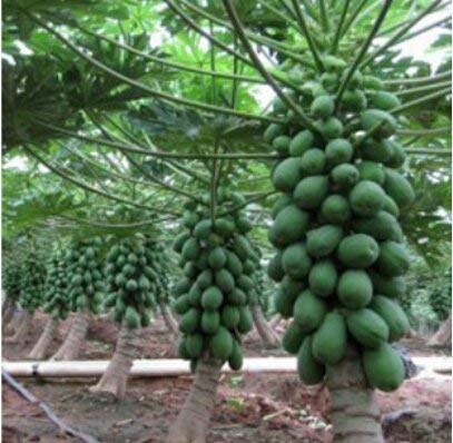 Golden Hills Farm® (AVG 50-300) seeds Fruit Seeds Honey Dew Dwarf Papaya Hybrid Imported Fruit Seeds (B0852RCHRY) Amazon Price History, Amazon Price Tracker