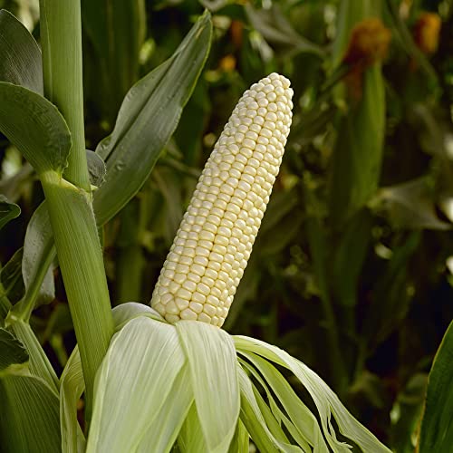 semillas de maíz blanco   invierno raras orgánicas balcón jardín perennes resistentes interior 200pcs