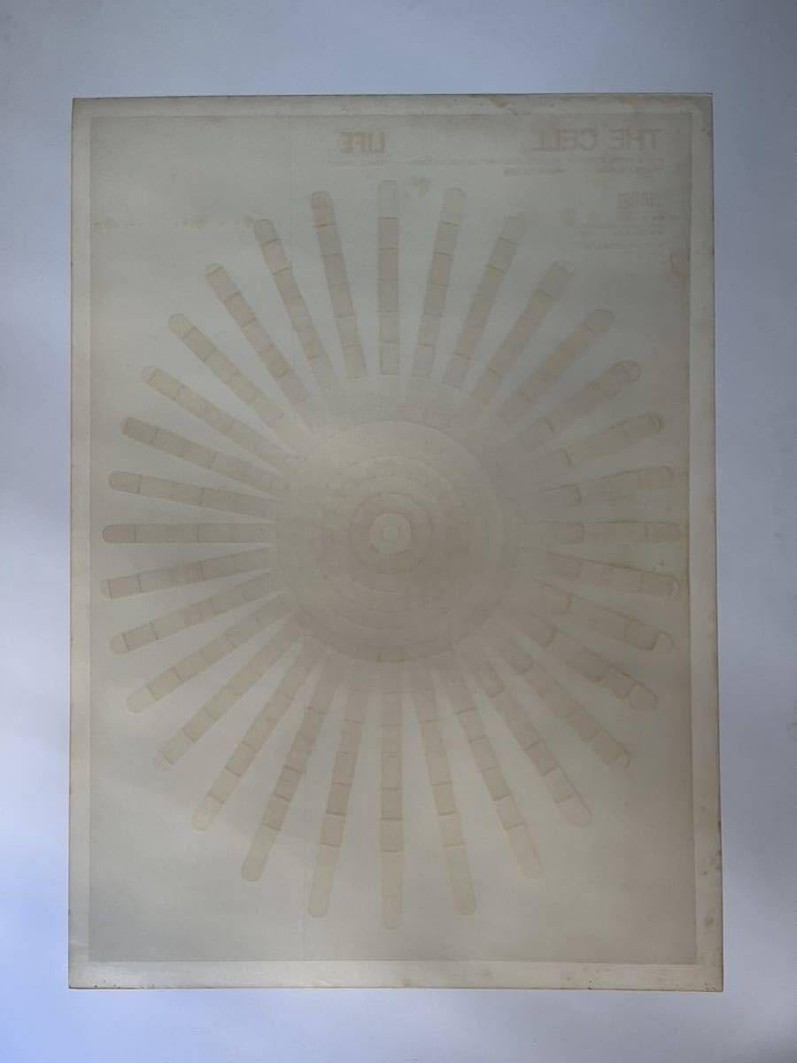 永井一正　「生命」　シルクスクリーン Amazon.co.jp: 貴重 1967年 永井一正 LIFE 細胞 シルク