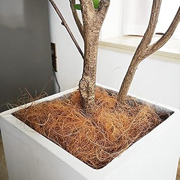 Amazon Co Jp Kolegoe ココファイバー マルチング 約500g 天然 素材 土隠し ココヤシ繊維 ガーデン 鉢 観葉植物 巣作り 鉢 土隠し ココヤシファイバー 鳥の巣 インテリア雑貨 Diy 工具 ガーデン
