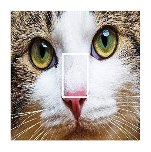 Sticar-it Ltd-Gattino Feline Face, motivo: gatto